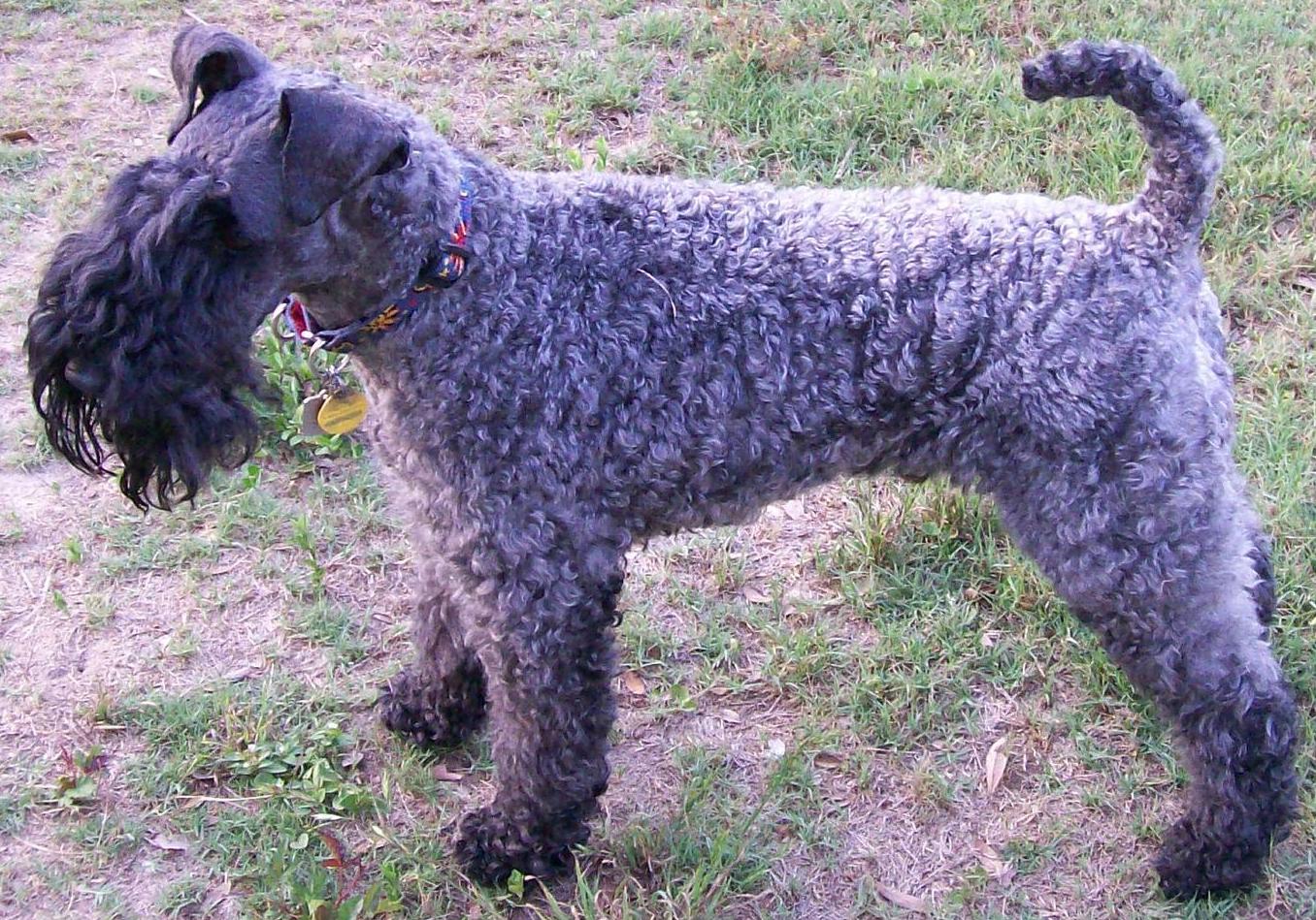 Kerry Blue Terrier
